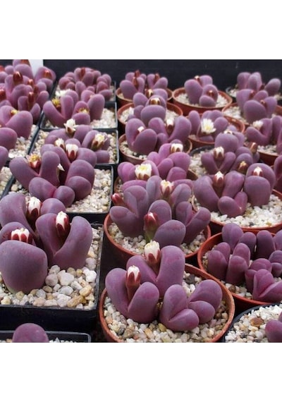 10 Adet Lithops Optica Rubra Succulent Tohumu