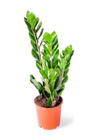 Zamia Zeze Çiçeği 2 Adet