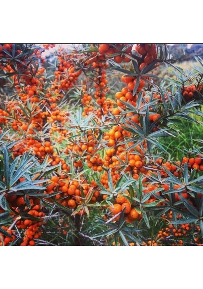 Tüplü Latince Hippophae Rhamnoides Yalancı Yabani İğde Fidanı