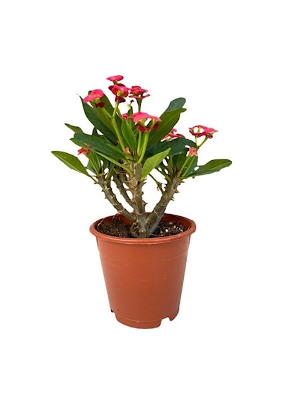 Dikenler Tacı Çiçeği Kırmızı Efhorbia Fidanı 10-20 Cm