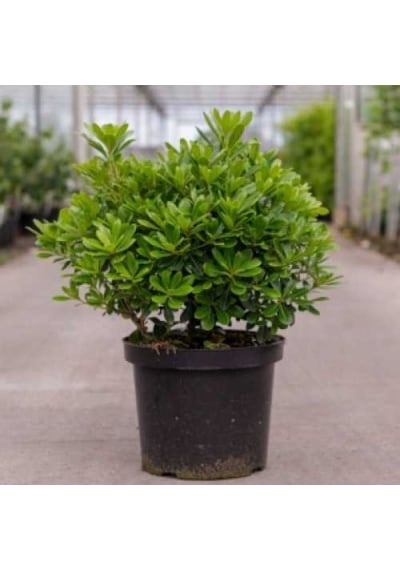 Bonsai Yıldız Çalısı Pitosporum 3 Adet