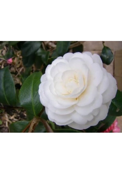 Beyaz Kamelya Çiçeği Fidanı 3 Adet Saksılı/ Tüplü 60-80cm Dış Mekan Bitkisi