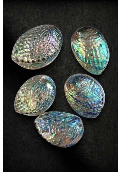 Abalone Shell Süper Renkli Istiridye Kabuğu