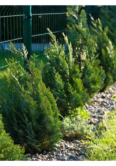 Videolu Leylandi Fidanı Kokulu 10 25 Cm 20 Adet Tüplü Dış Mekan Ağaç Cupressus Leylandii