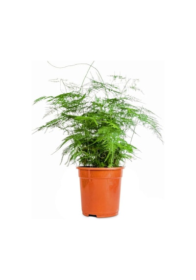 Asparagus Setaceus Tül Kuşkonmaz Çiçeği 1 Adet 15-30cm Salon Çiçeği