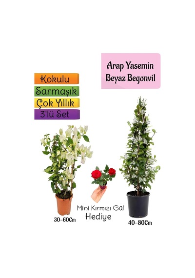 Kokulu Arap Yasemini+beyaz Begonvil+mini Gül 3'lü Bahçe Seti