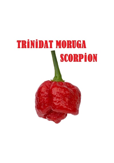 Trinidat Moruga Scorpion Tohumu Tropikal Sebze Tohumları 5 Adet Tohum