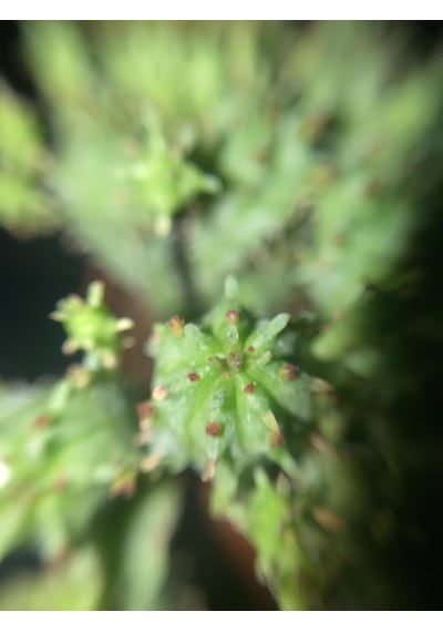 Zevli Ateliera El Yapımı Beton Saksı + Canlı Sukulent & Kaktüs Koleksiyonu Antrasit, Geo, Euphorbia Submammillaris Var. Pfersdorfii