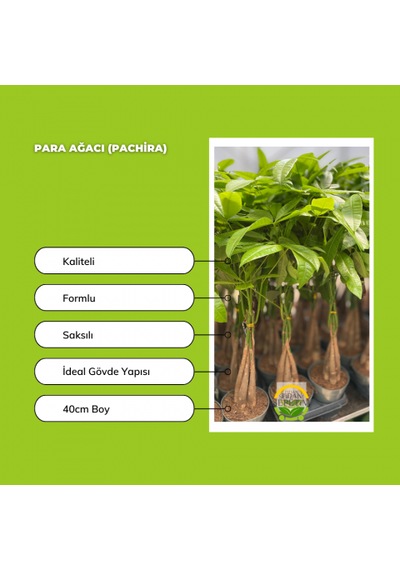 Para Ağacı - Pachira Bitkisi