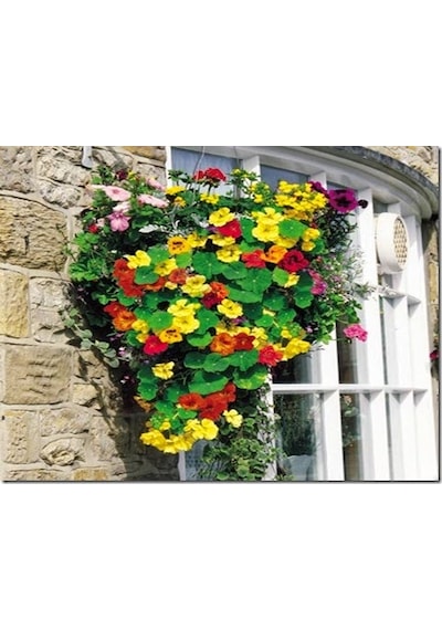 10+ Nasturtium Latin Çiçeği Tohumu Karışık Renk Çiçekli