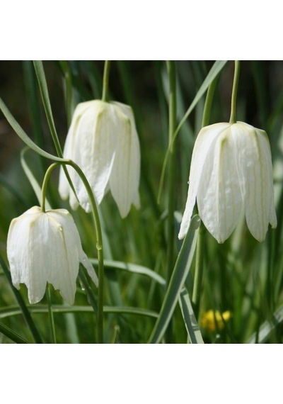 Fritillaria Alba Beyaz Ters Lale Soğanı 2 Adet