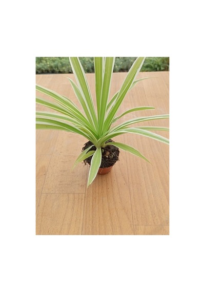 Chlorophtyum Comosun Variegata Kurdele Çiçeği Dışı Beyaz Içi Yeşil