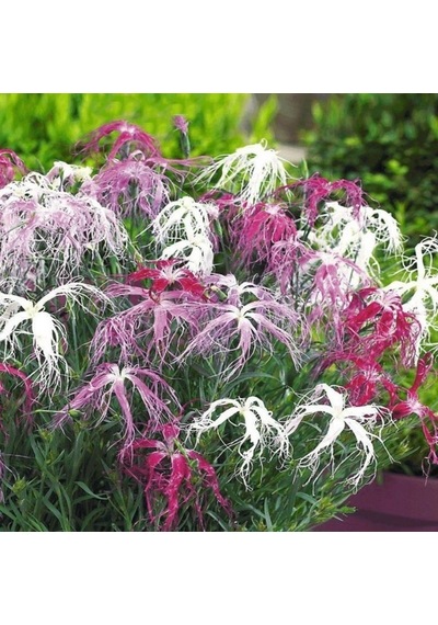 Dianthus Superbus Red Bol Kokulu Karanfil Çiçeği Tohumu 100 Adet