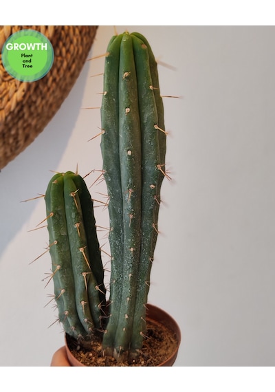 Trichocereus Bridgesii Bolivya Kaktüsü 1 Adet