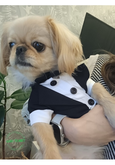 Gobo Papyonlu Smokin Damatlık Kedi Köpek Giyim Takım Elbise
