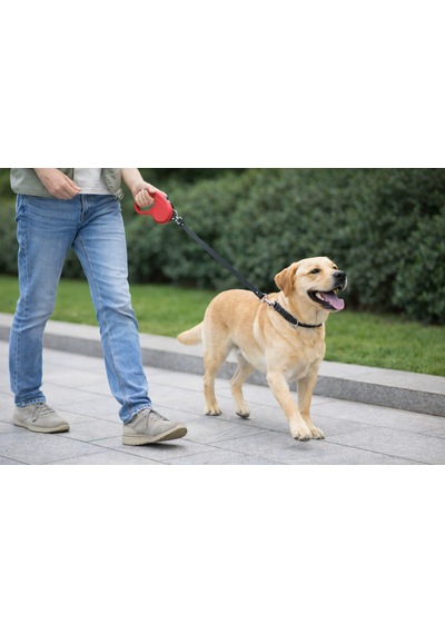 Petesia Single Otomatik Köpek Gezdirme Tasması 5 M 15 Kg Mavi