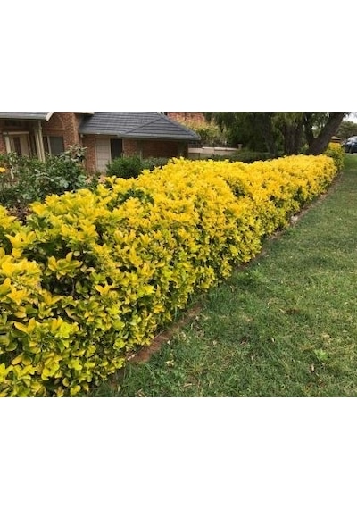 Gold Taflan Euonymus Japonica Aurea Canlı Çit Bitkisi 10 Adet