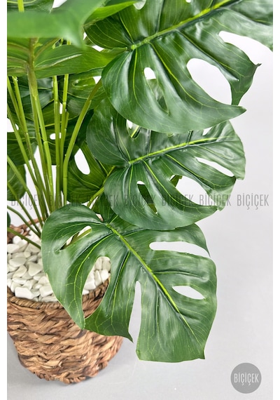 Yapay Monstera Deve Tabani 65 Cm Demi R Destekli Kulplu Hasir Saksıda Krem