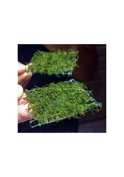 Bubble Moss Cup Canlı Bitki