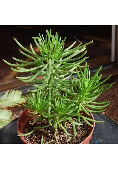 Etli Çalı Senecio Senecio Himalaya - Senecio Barbertonicus 20 A