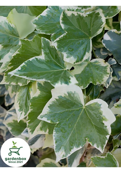 Hedera Helix Duvar Ağaç Sarmaşığı 1 Adet Saksılı 30-40cm