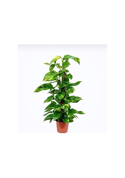 Pothos-salon Sarmaşığı Destek Çubuklu