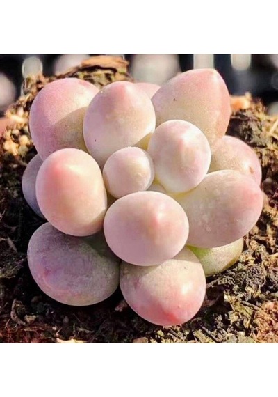 10 Adet New Pachyphytum Tangyuan Tohumu