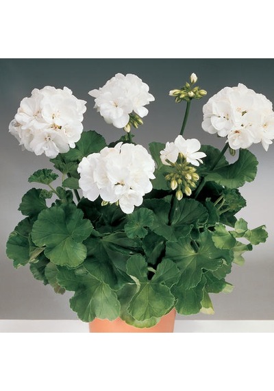 Sardunya- Pelargonium 5’li Karışık Renklerde 15cm