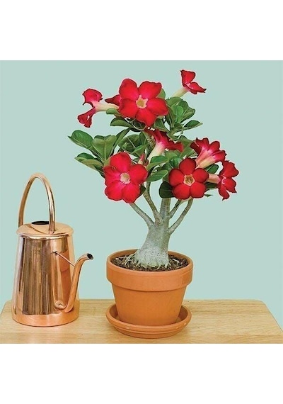 5.5 Luk Saksıda Kırmızı Adenium Çöl Gülü Çiçeği Fidanı 1