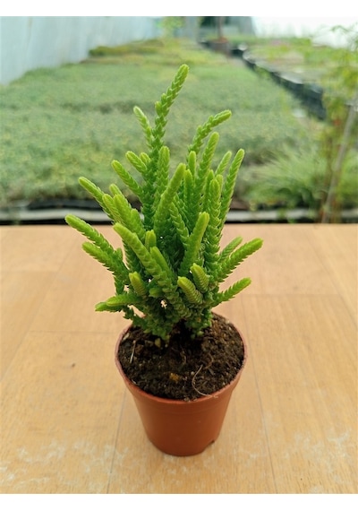 Crassula Muscosa Prenses Çamı 5,5 Cm
