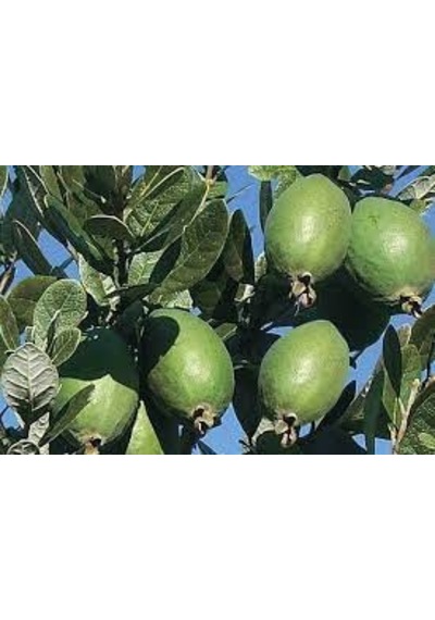 2 Yaş Feijoa kaymak Ağacı Meyve Fidanı 2 Adet