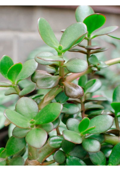 Videolu Bonsai Para Ağacı Yeşim 1 Adet 10-15cm Saksıda Büyük Boy Salon Bitkisi Crassula Ovata