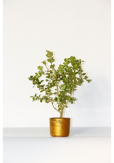 BONSAİ BUXUS 2 ADET - HEDİYELİK BONSAİ (Orange Saksı)