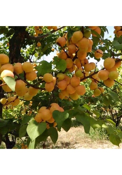 4 Yaş Aşılı Tyrinthe Tirintine Kayısı Fidanı. Saksıda