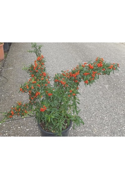 Ateş Dikeni - Pyracantha 5 Adet