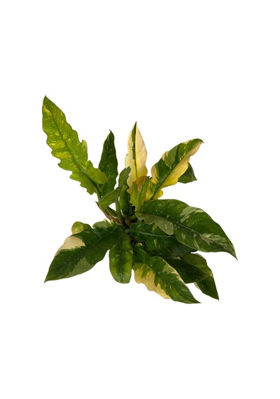 Philodendron 'Ring Of Fire' Ø14 CM Y25-30 CM