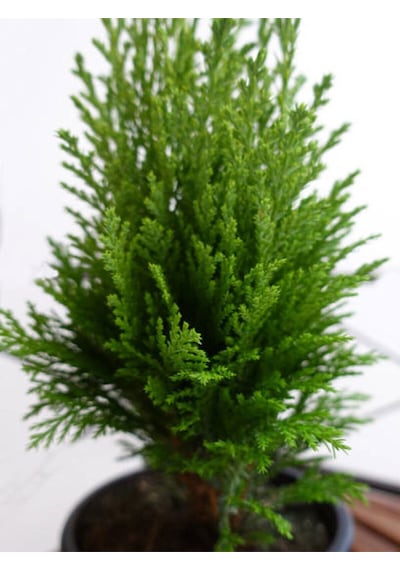 Videolu Yeşil Yapraklı Leylandi Fidanı 10 25 Cm 40 Adet Tüplü Dış Mekan Ağaç Cupressus Leylandii