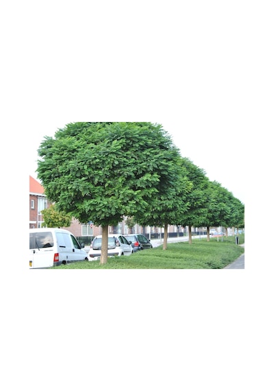 Akasya Fidanı Beyaz Çiçekli Yalancı Akasya - Robinia Pseudo-ac