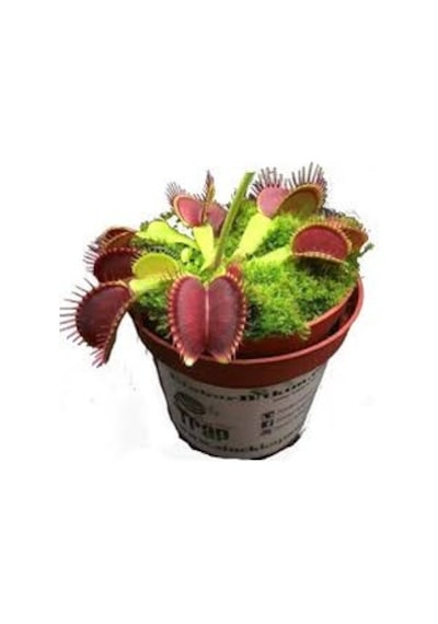 15 Adet Tohum Nepenthes Sinek Kapan Etobur Etçil Bitki Çiçek
