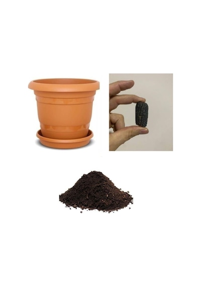 Ithal Mini Siyah Mısır Tohumu Ekim Seti