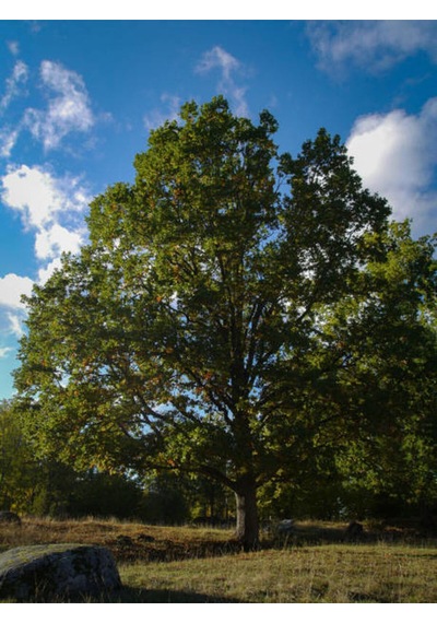 Favori Ürün Çınar Ağacı Fidanı Doğu Çınarı 80 90 Cm 4 Adet Tüplü Dış Mekan Platanus Orientalis