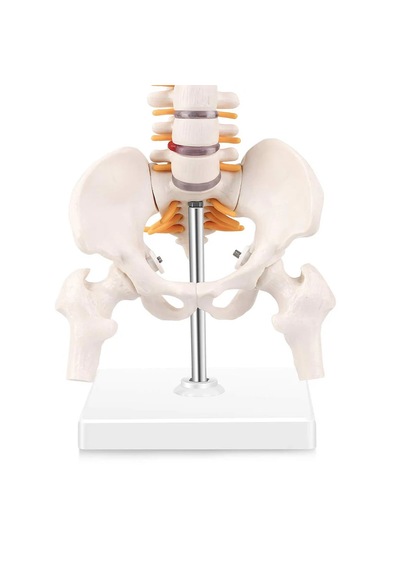 Esnek Omurga Modeli, Femur Başlı, 45 Cm - Omurga Maketi 01