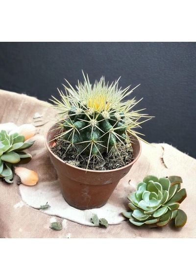 Echinocactus Grusonii - Altın Fıçı Kaktüsü 8 Lik Saksıda