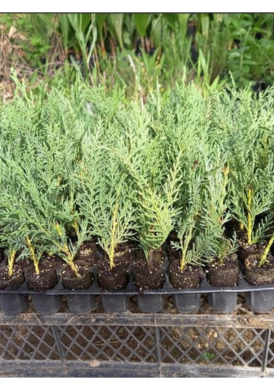 Mini Potta Leylandi Fidanı 10 25 Cm 20 Adet Viyolde Min Boy Cupressus Leylandii