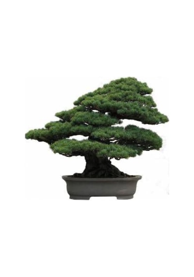 Nadir Ithal Selvi Bonzai Ağacı Tohumu 5 Tohum Bonsai Tohumu