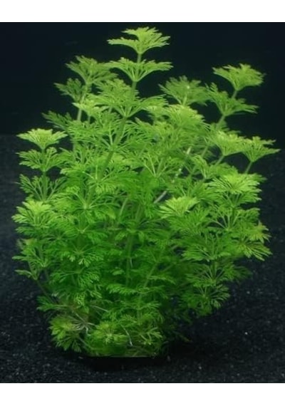 Limpnophila Sessiliflora 5 Dal Kusursuz Akvaryum Bitkisi Canlı Bitki