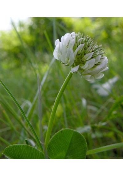 Üçgül Tohumu500 GR Süs Yoncası Trifolium Repens
