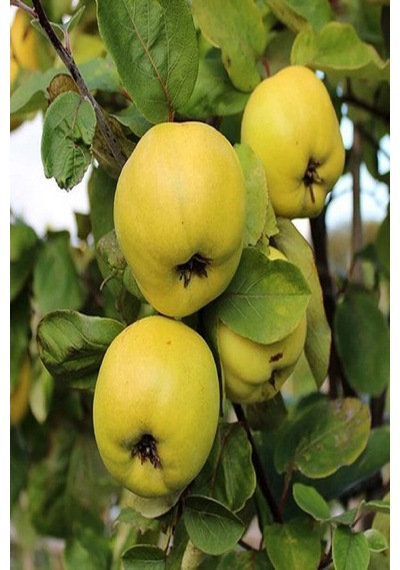Eşme Aromatik Ayva Fidanı Aşılı Bol Verimli Soğuğa Dayanıklı 70- 90 Cm