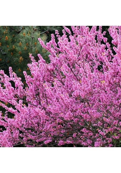 Tüplü Erguvan Pink Fidanı 30-60 Cm