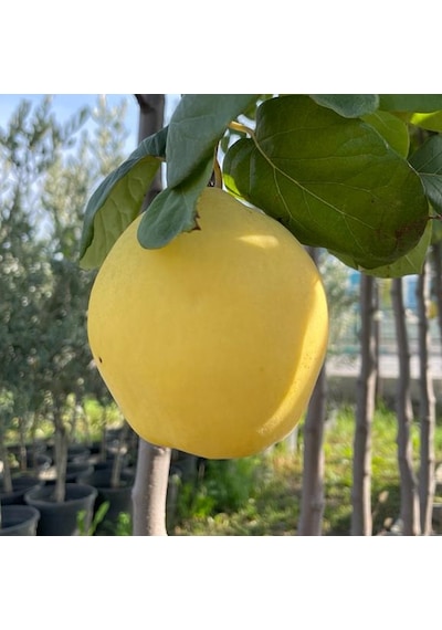 4 Yaş Aşılı Eşme Ayva Fidanı
